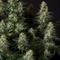 Preview: Samen 3x Punch Pie feminisiert Royalqueenseeds